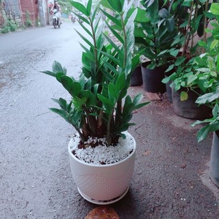 Chậu cây kim phát tài60cm