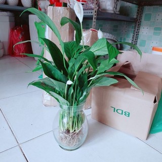 Chậu Cây Lan Ý Thủy Sinh