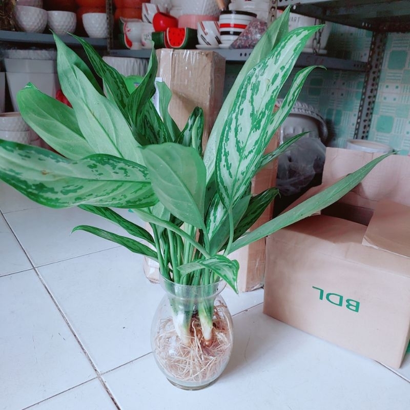 Chậu Cây Ngân Hậu Thủy Sinh