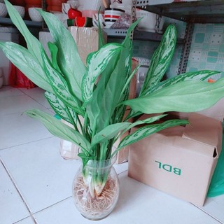 Chậu Cây Ngân Hậu Thủy Sinh