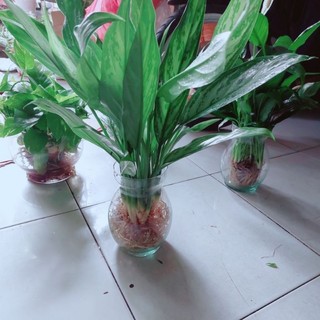 Chậu Cây Ngân Hậu Thủy Sinh