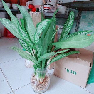 Chậu Cây Ngân Hậu Thủy Sinh