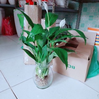 Chậu Cây Lan Ý Thủy Sinh