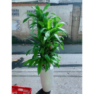 Chậu Cây Thiết Mộc Lan Lá Xanh