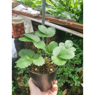 Chậu ngó cây giống dâu tây bạch tuyết má hồng chịu nhiệt , cho quả ngọt