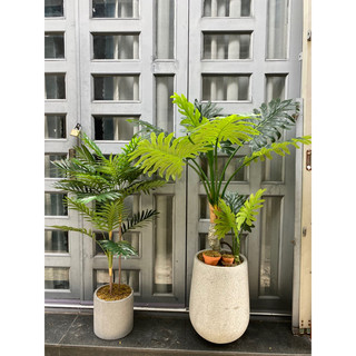 Cây trầu bà thanh xuân giả 1,3m