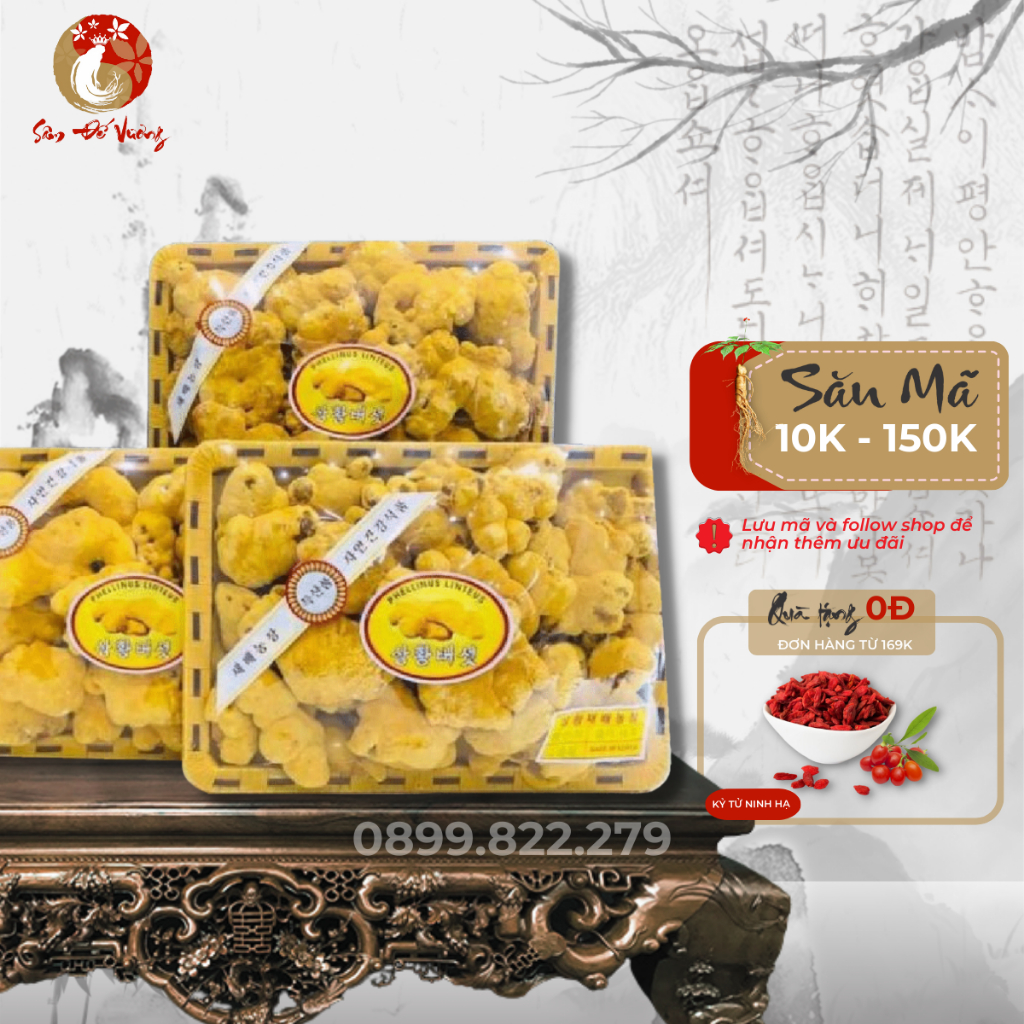 Nấm Thượng Hoàng Cao Cấp Hàn Quốc 500gr - Nấm Thượng Hoàng Korea Hỗ Trợ Phòng Tránh Các Tế Bào Ung Thư - Sâm Đế Vương