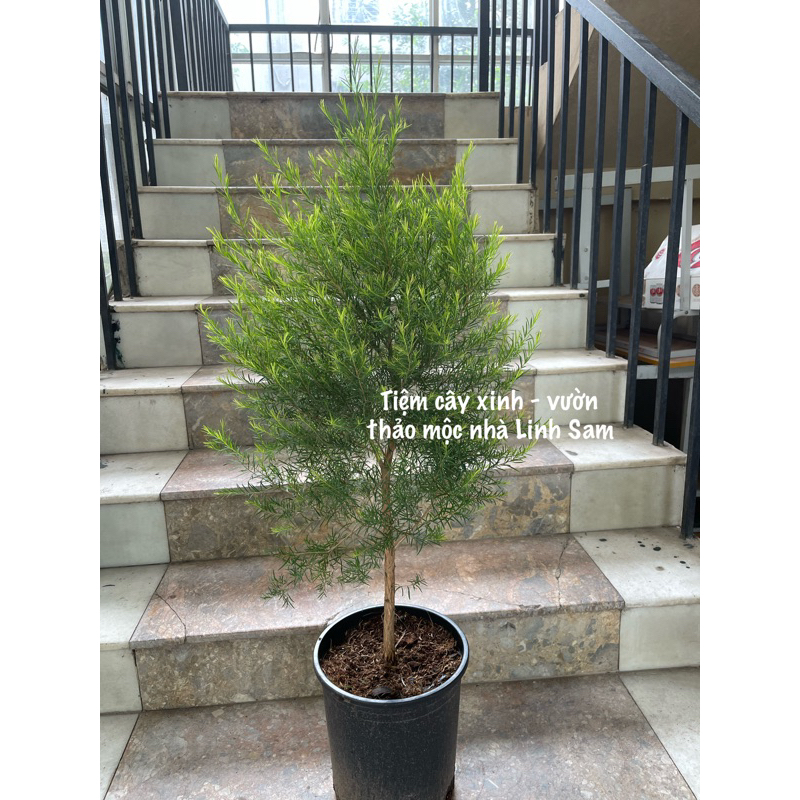 Tràm trà / Tea tree