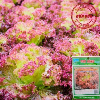 Hạt giống rau xà lách tím lollo rossa phú nông - gói 2g