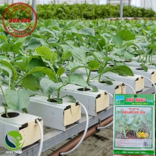 Hạt giống cải rổ phú nông - gói 10g - chinese kale