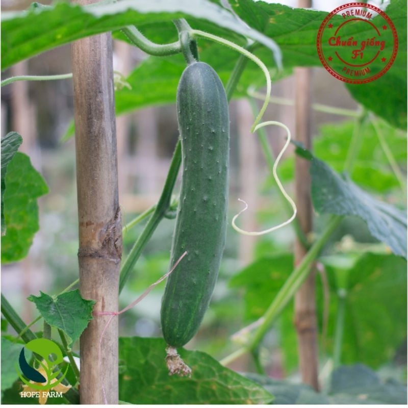 Hạt Giống Dưa Leo Nhật F1 - Phú Nông Seeds