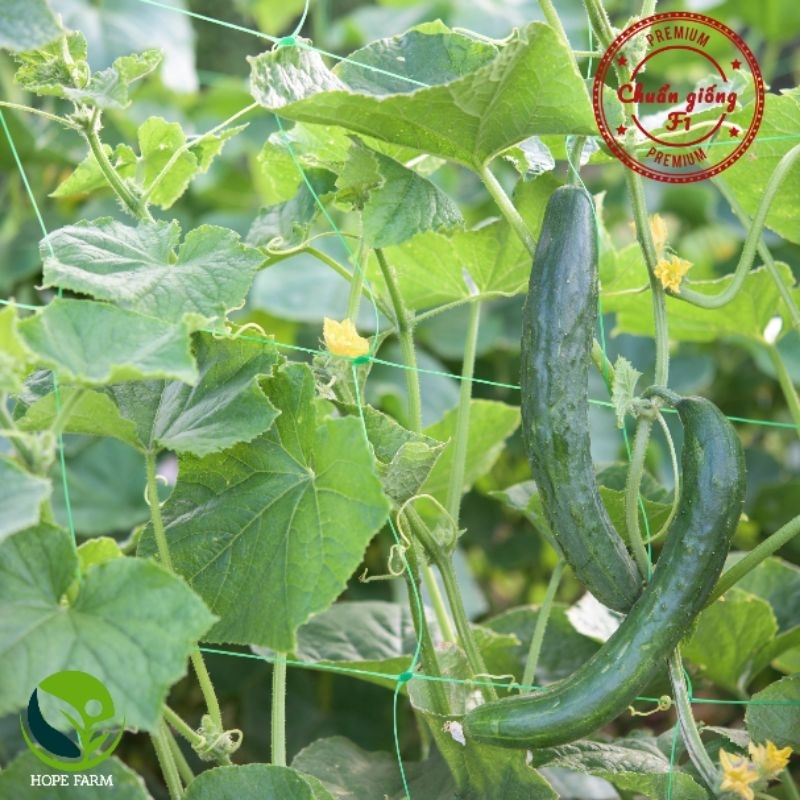 Hạt Giống Dưa Leo Nhật F1 - Phú Nông Seeds