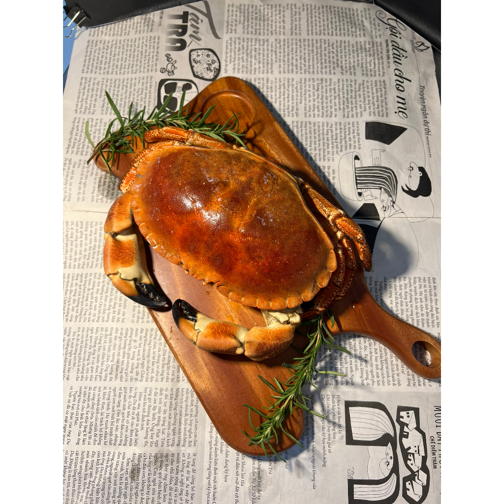 HỎA TỐC- CUA NÂU NAUY SOFRIMA ĐỦ SIZE