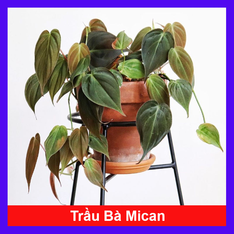 Cây Trầu Bà Mican ( Philodendron micans ) - cây trồng trong nhà mang lại vẻ đẹp sang trọng quyến rũ