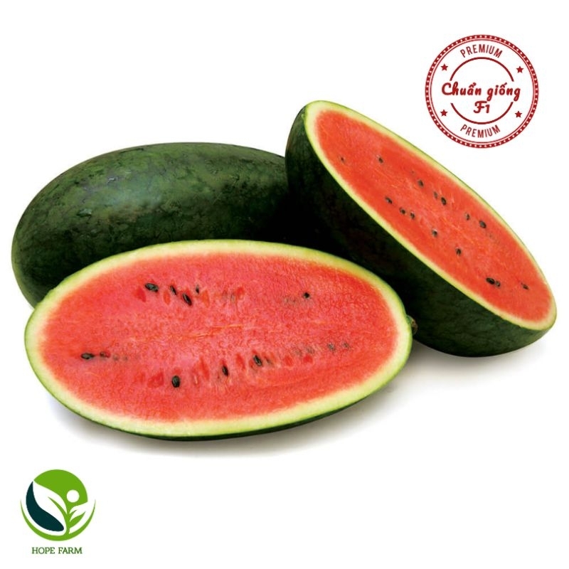 30 Hạt giống dưa hấu Hắc mỹ nhân Phú Nông PN18- Gói 1 g
