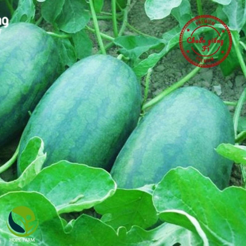 30 Hạt giống dưa hấu Hắc mỹ nhân Phú Nông PN18- Gói 1 g