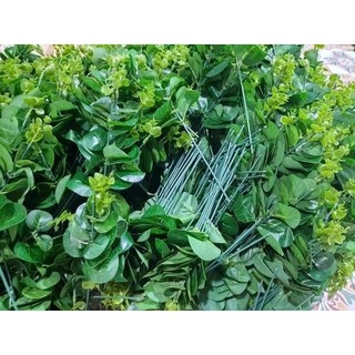 combo 5 nhanh táo trang trí. cắm hoa...