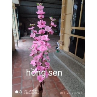hoa mai giả