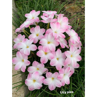 10 củ huệ mưa Lily Pies
