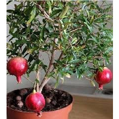 Cây giống lựu đỏ lùn siêu quả chuẩn giống f1