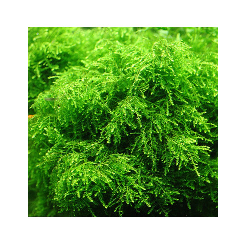 Rêu weeping mossThủy sinh - rêu dán tán bonsai - rêu chơi tép