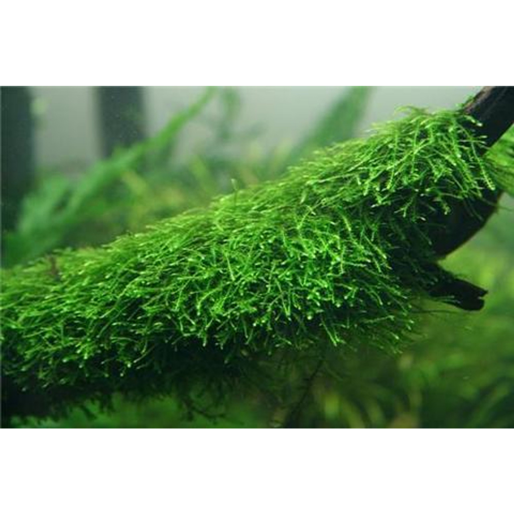 Rêu weeping mossThủy sinh - rêu dán tán bonsai - rêu chơi tép