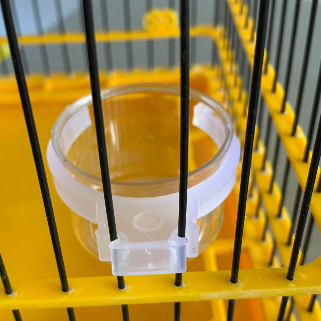 Cóng Ăn, Cóng Đựng Nước Cho Chim Hút Mật, Khuyên, Chòe Đất, Tiểu Mi