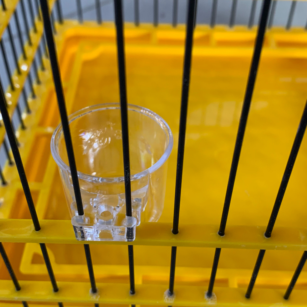 Cóng Ăn, Cóng Đựng Nước Cho Chim Hút Mật, Khuyên, Chòe Đất, Tiểu Mi