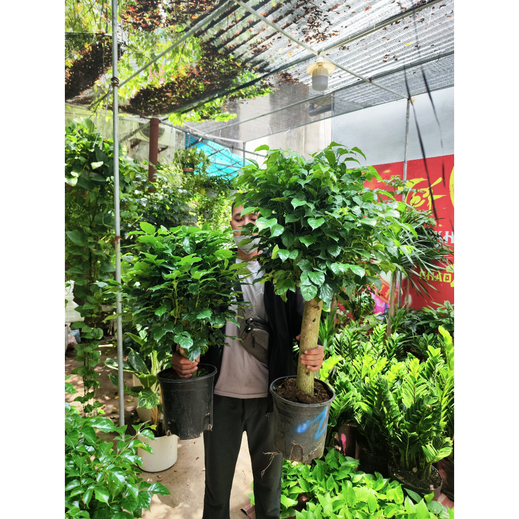 Cây hạnh phúc để sàn để bàn HỎA TỐC HN