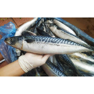 Cá sapa nhật 1 con từ 550g đến 700gr