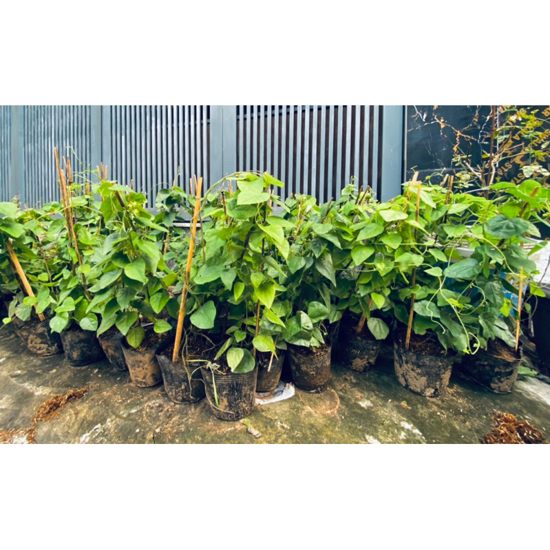Cây giống sương sâm trơn và sương sâm lông sẵn tại Sài Gòn. Rễ nhiều .
