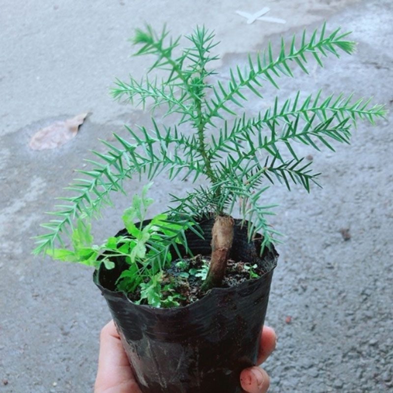 Cây Tùng Bách Tán