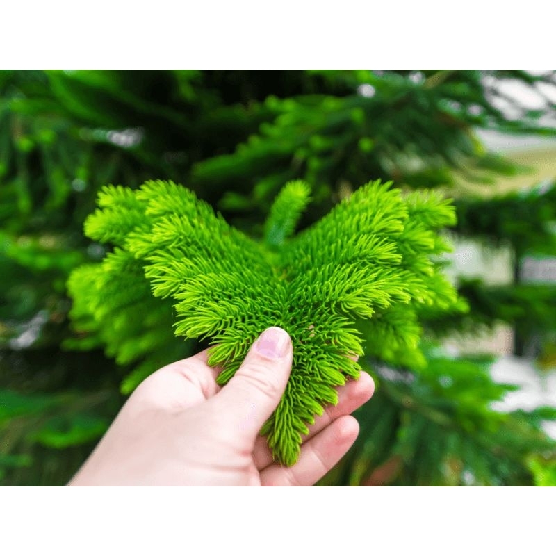 Cây Tùng Bách Tán