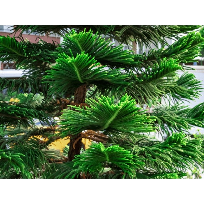 Cây Tùng Bách Tán