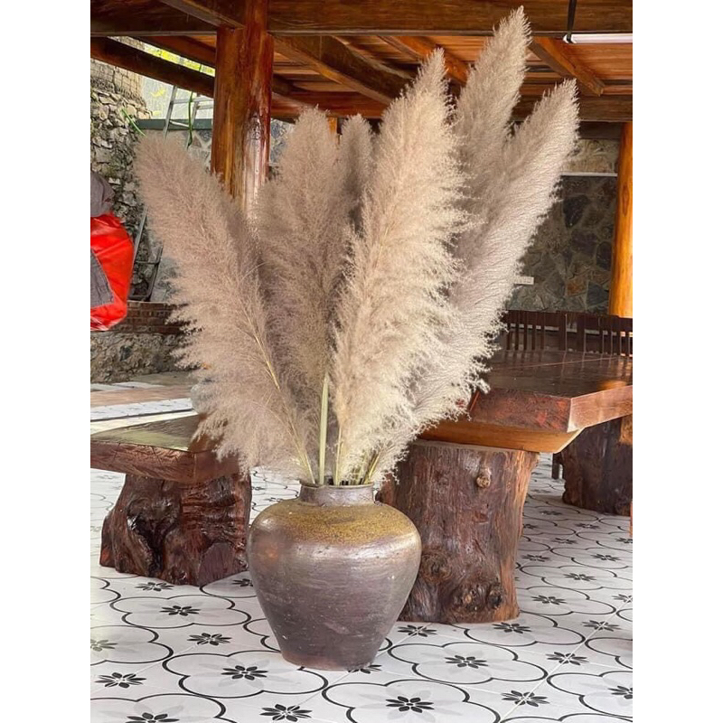 Bông cỏ lau khô, lau xù, cỏ lao, hoa khô trang trí decor nhà, spa, để bàn, chụp hình phong cách vintage…