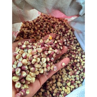 Ngô nếp tím - 05kg