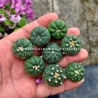 Xương Rồng Aster Mini size từ 1.8cm-2cm