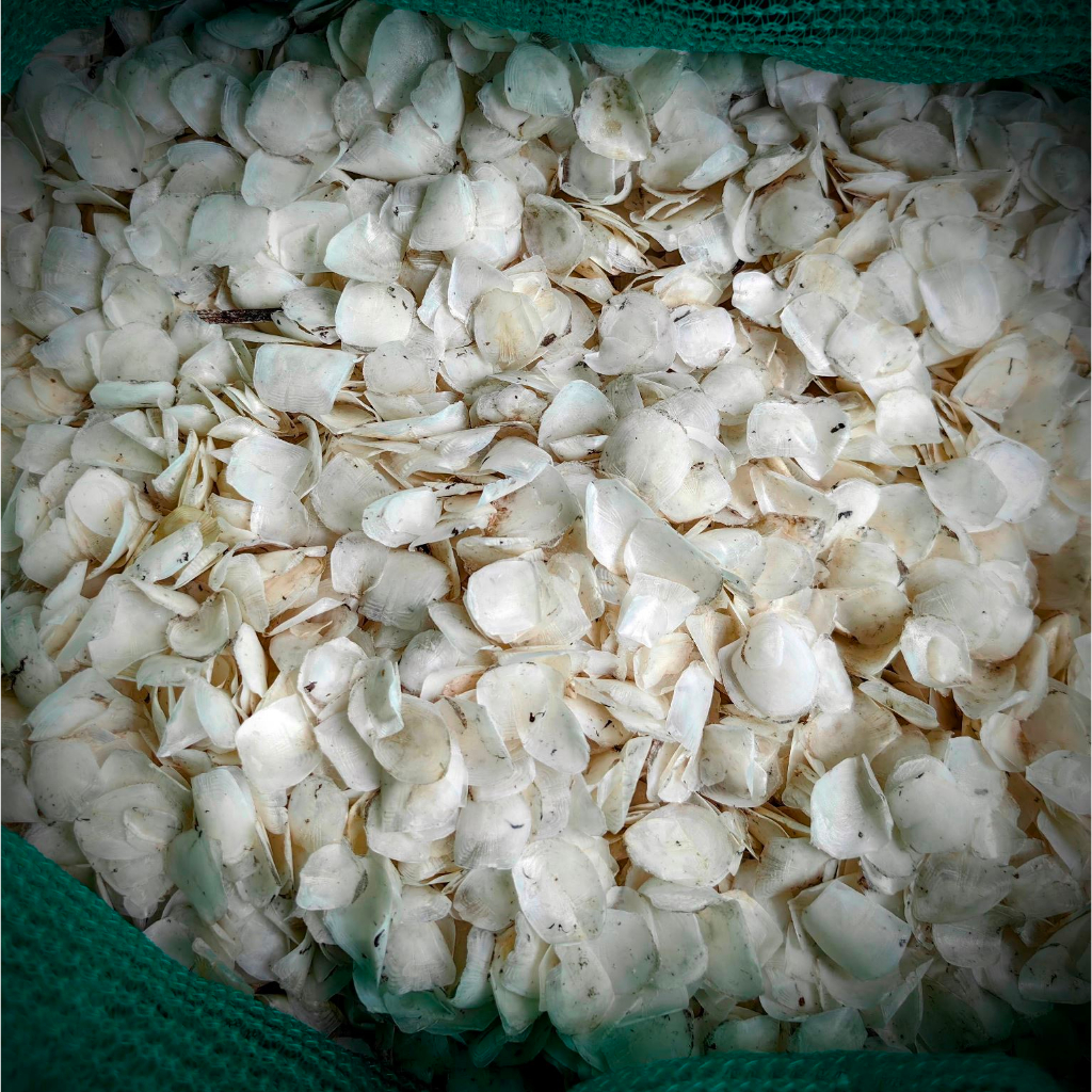 Vảy cá phơi khô  Dried fish scales