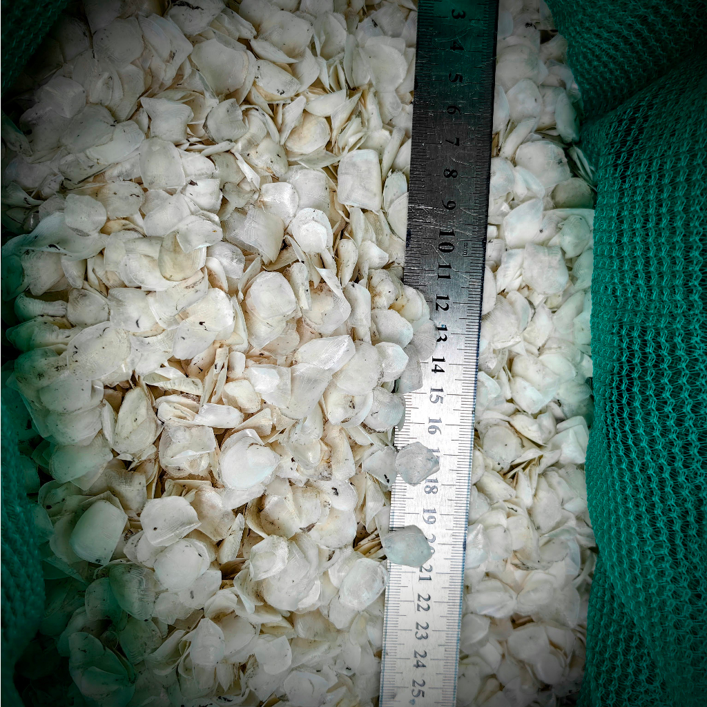 Vảy cá phơi khô  Dried fish scales