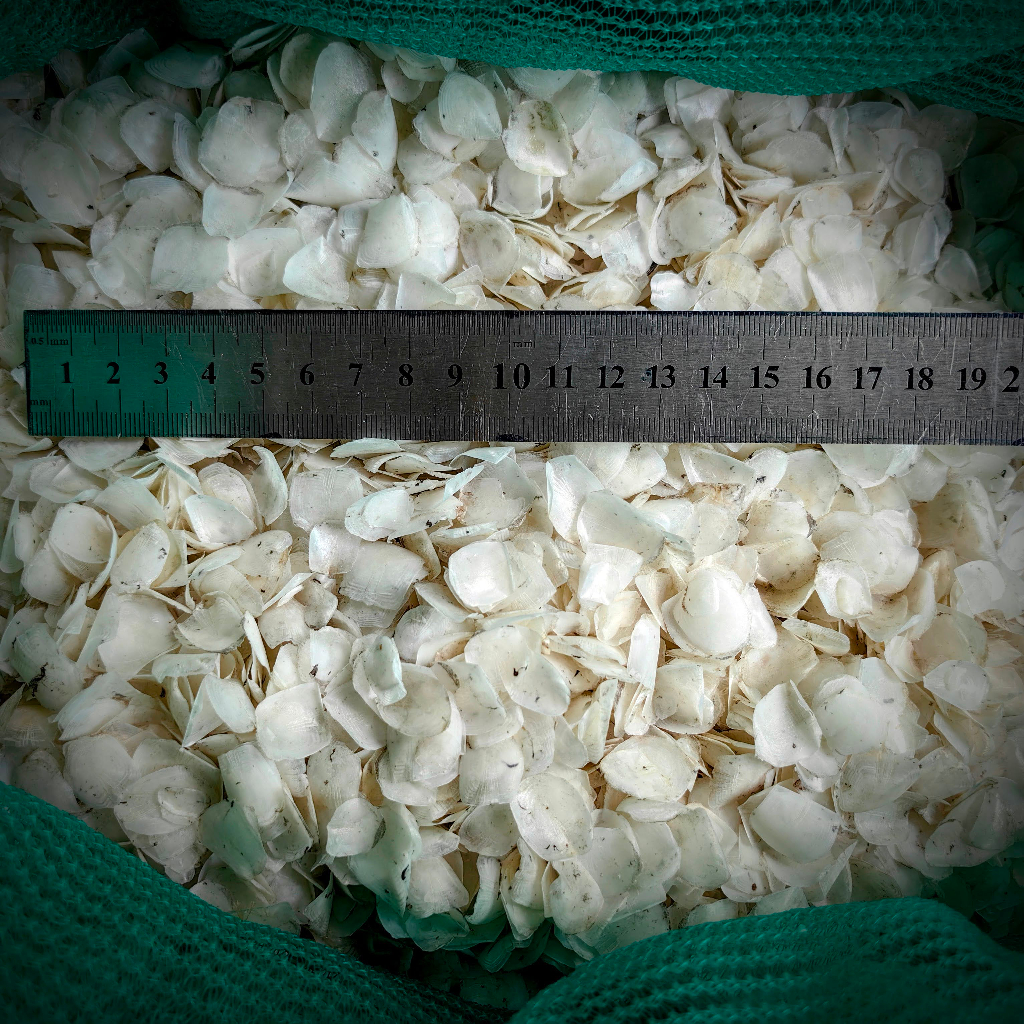 Vảy cá phơi khô  Dried fish scales