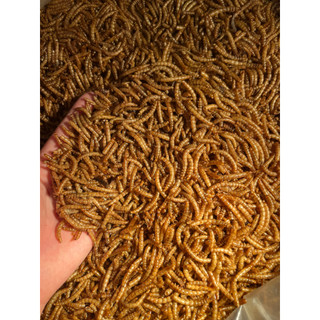 Sâu sấy khô size trung , thức ăn dinh dưỡng cho rùa nước , hamster, LG, thằn lằn , ếch, bò sát , lưỡng cư