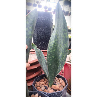 Chậu lưỡi hổ vây cá voi xanh size đại trên 70cm - Sansevieria Masonianna