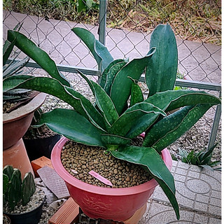 Chậu lưỡi hổ cực to, lá bản to, dày - Sansevieria Malawi Midnight