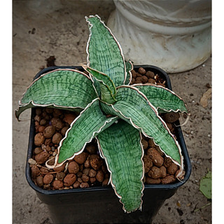 Chậu lưỡi hổ lá dày, sáng, sọc lá đẹp - Sansevieria Kirkii 'Silver Blue'