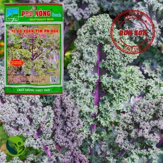 Hạt giống cải kale tím redbor -884 phú nông - gói 1g