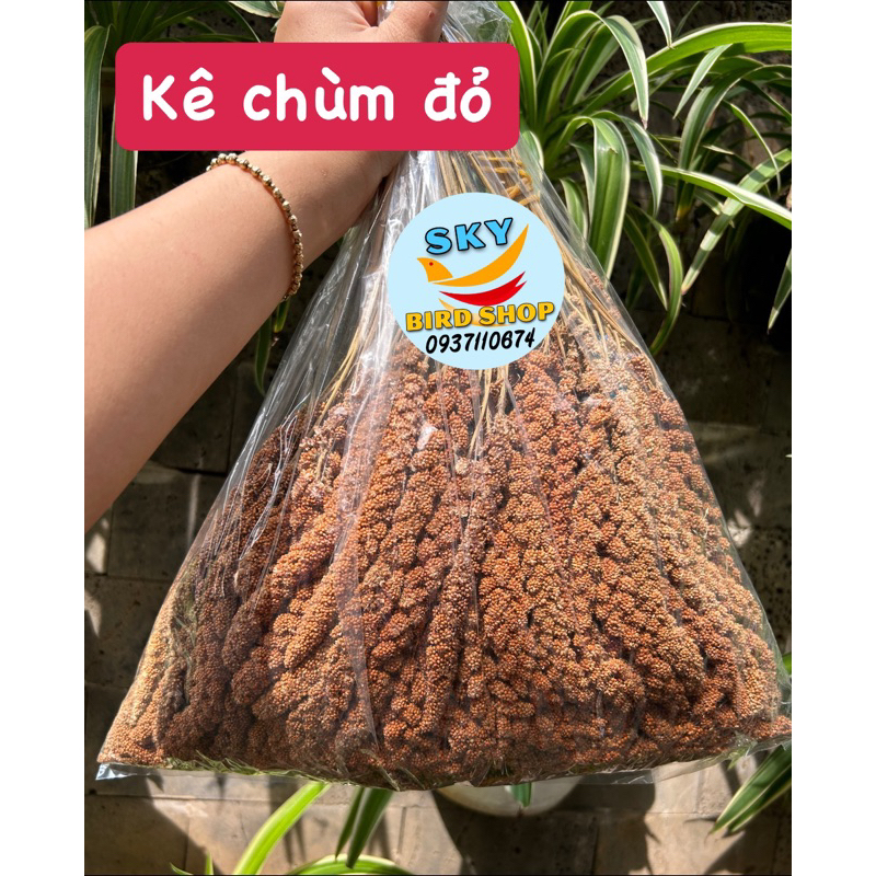 Kê chùm cho chim, sóc, hamster,... 200gr/20k nhà trồng