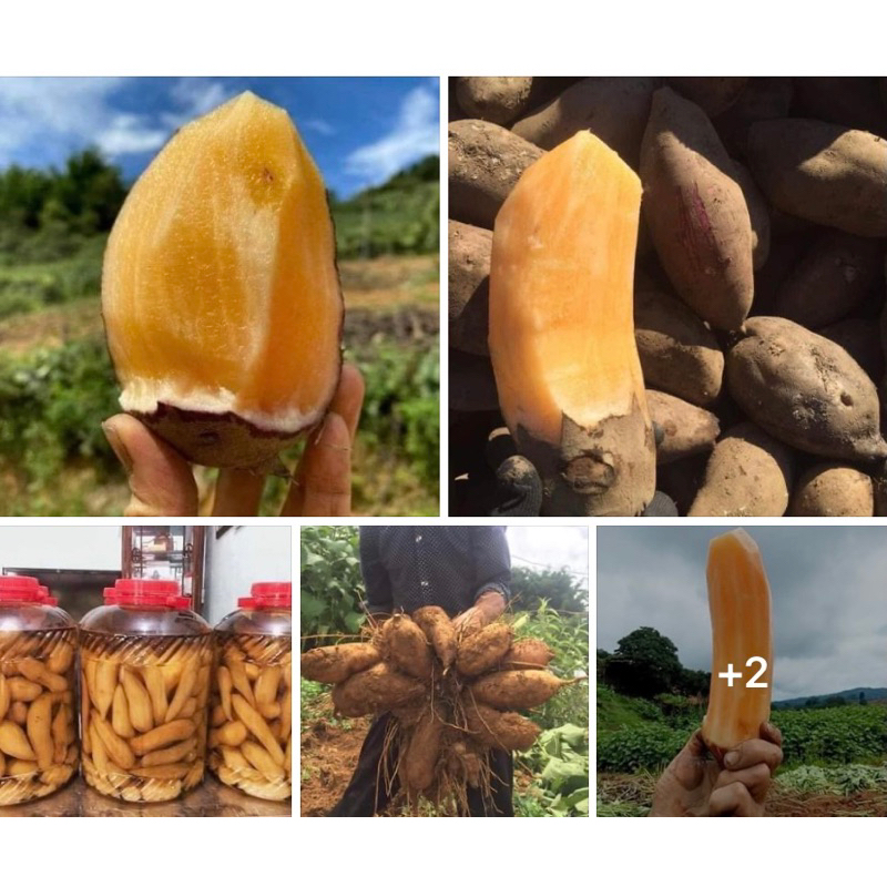 Combo 5Kg củ khoai Sâm Đất