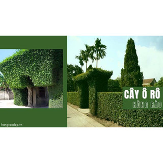 Cây giống cây ô rô làm cảnh, hàng rào, thảo dược