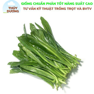 Hạt giống rau mùi tầu ngò gai ngò rí chịu nhiệt trẻ lâu túi 5g 8000 hạt. Shop bảo hành hạt giống
