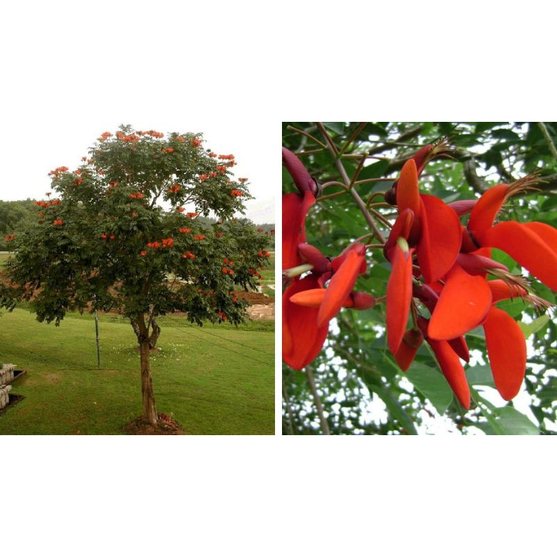 Cây giống hoa osaka đỏ